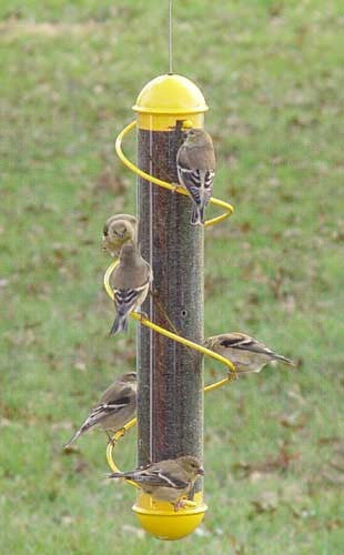 17in. Yellow Spiral Finch Tube