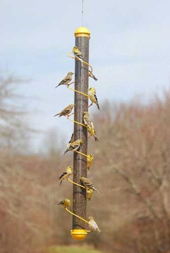 36in. Yellow Spiral Finch Tube